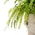 Fern Mind Sculpture - Thumbnail 3