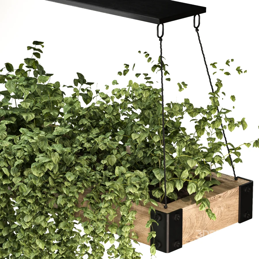 Hanging Plant 05 Image 5