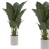 indoor-plant-006 - Thumbnail 3