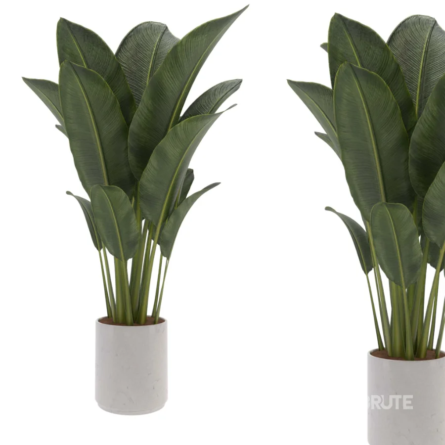 indoor-plant-006 Image 3