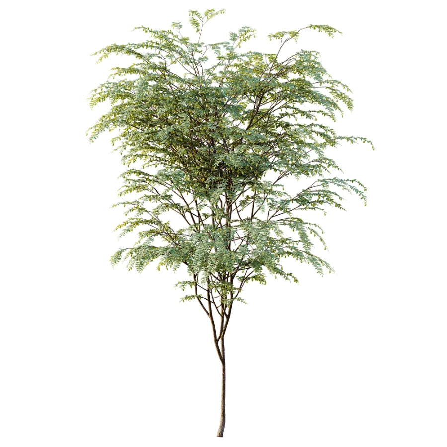 AV Plant Ziziphus Jujuba Chinesische Dattel Fruit Tree 01 Image 2