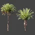 AV Plant Phoenix Canariensis Palm Tree 03 - Thumbnail 6