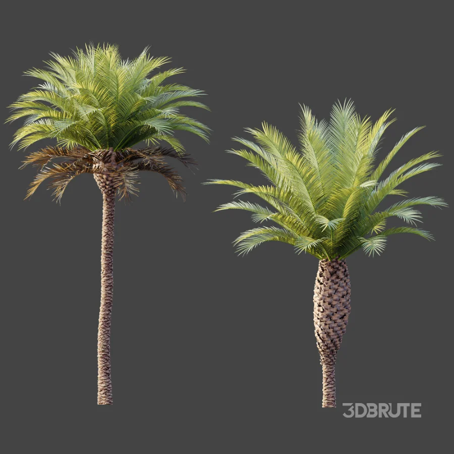 AV Plant Phoenix Canariensis Palm Tree 03 Image 6