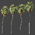 AV Plant Pritchardia Pacifica Palm Tree 01 - Thumbnail 5