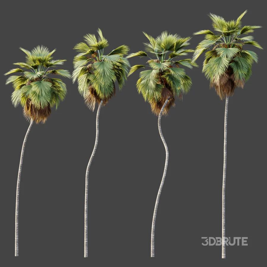 AV Plant Pritchardia Pacifica Palm Tree 01 Image 5