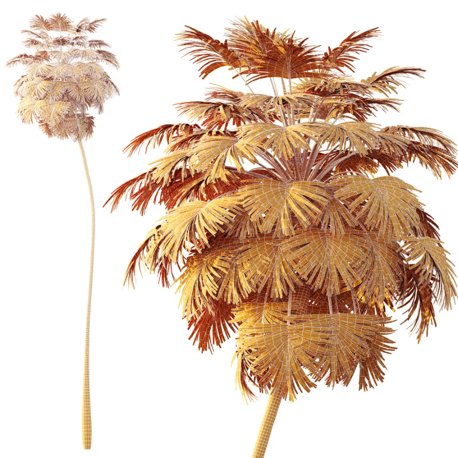 AV Plant Borassus Flabellifer Palm Tree 01 Image 8
