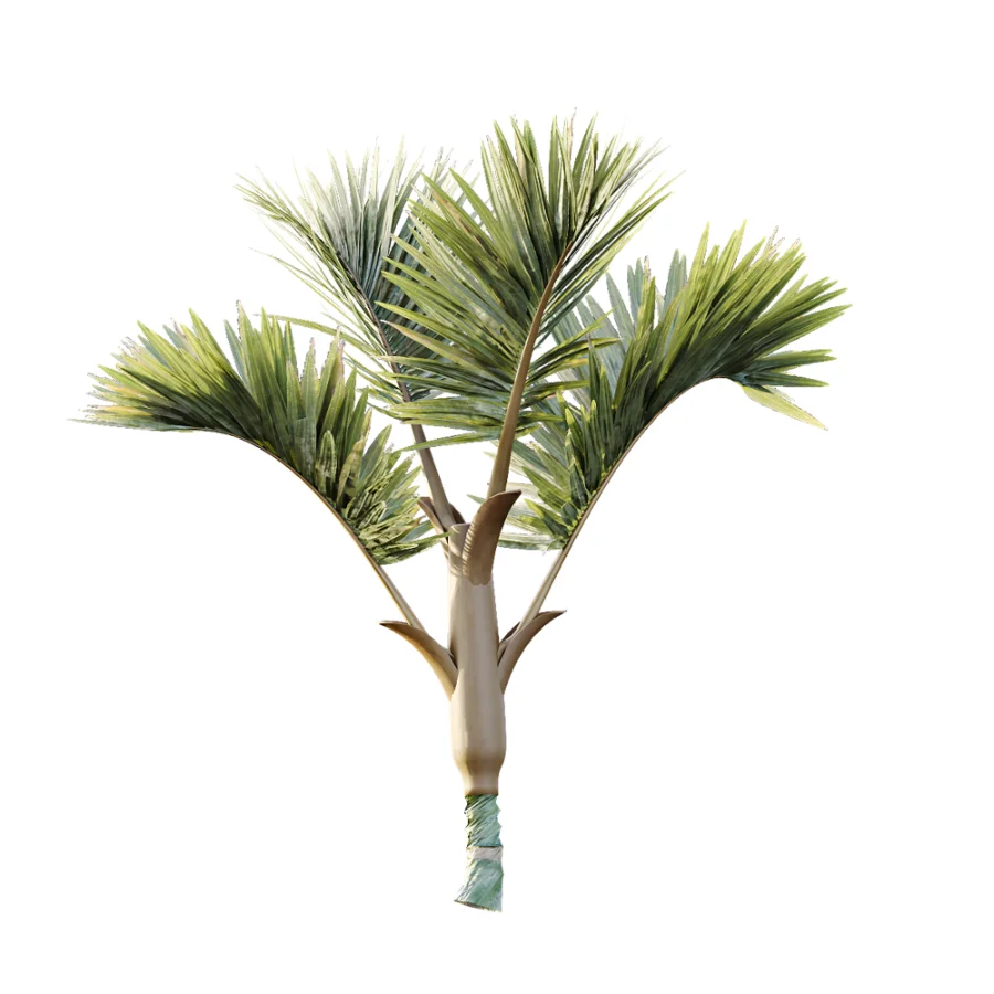 AV Plant Cyrtostachys Renda Palm Tree 03 Image 5