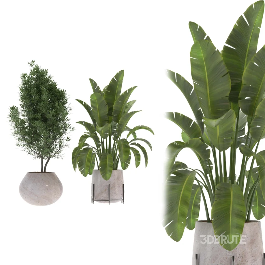indoor-plant-013 Image 1
