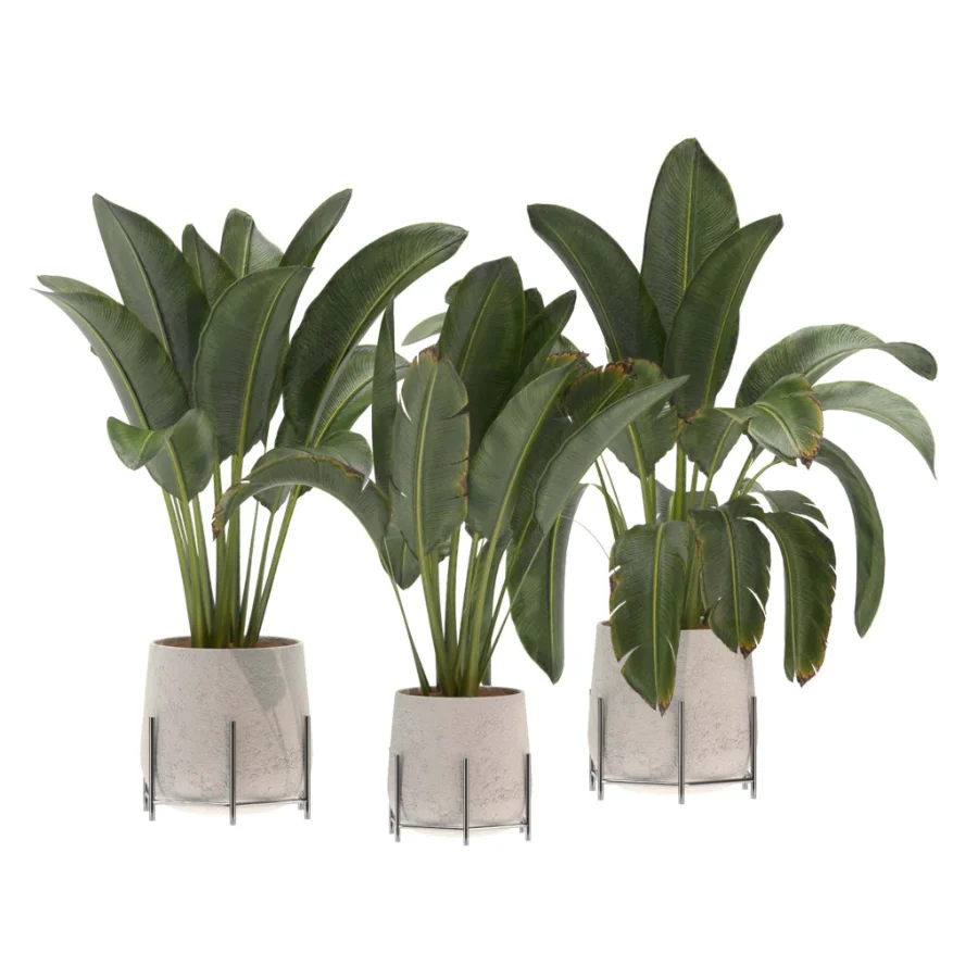 indoor-plant-016 Image 1