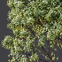 AV Plant Mangifera Indica Mango Fruit Tree 01 - Thumbnail 8