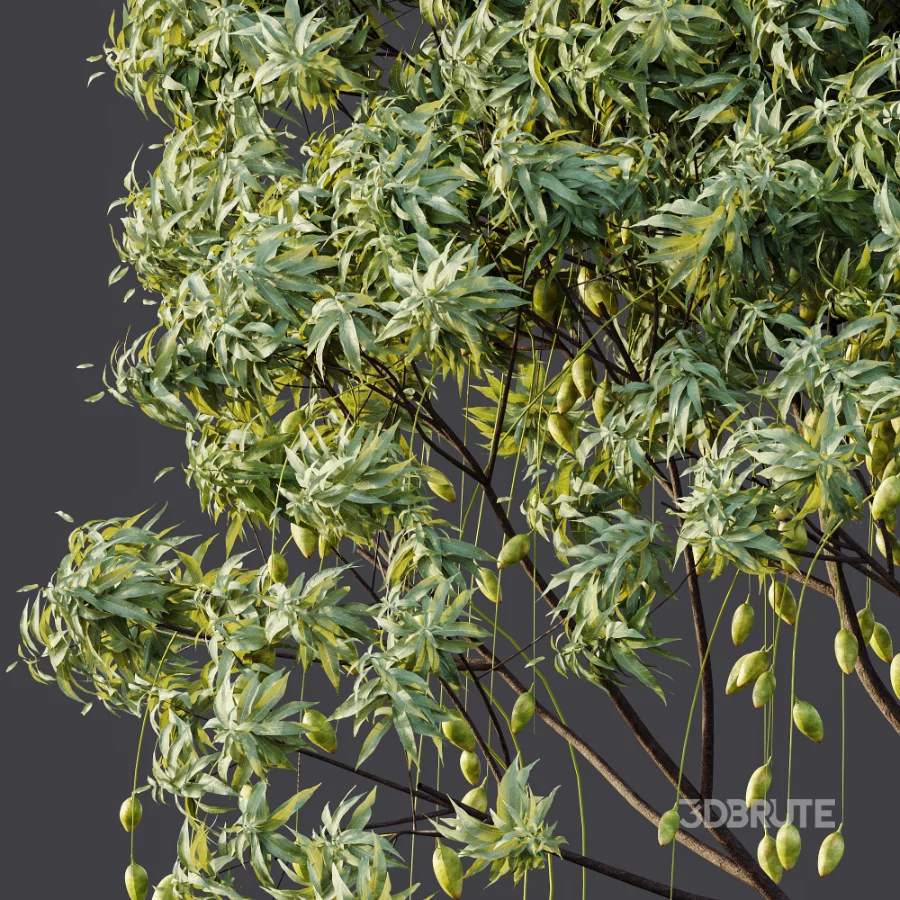AV Plant Mangifera Indica Mango Fruit Tree 01 Image 8