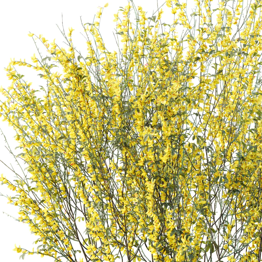 AV Plant Bush Common Broom Cytisus Scoparius 01 Image 1