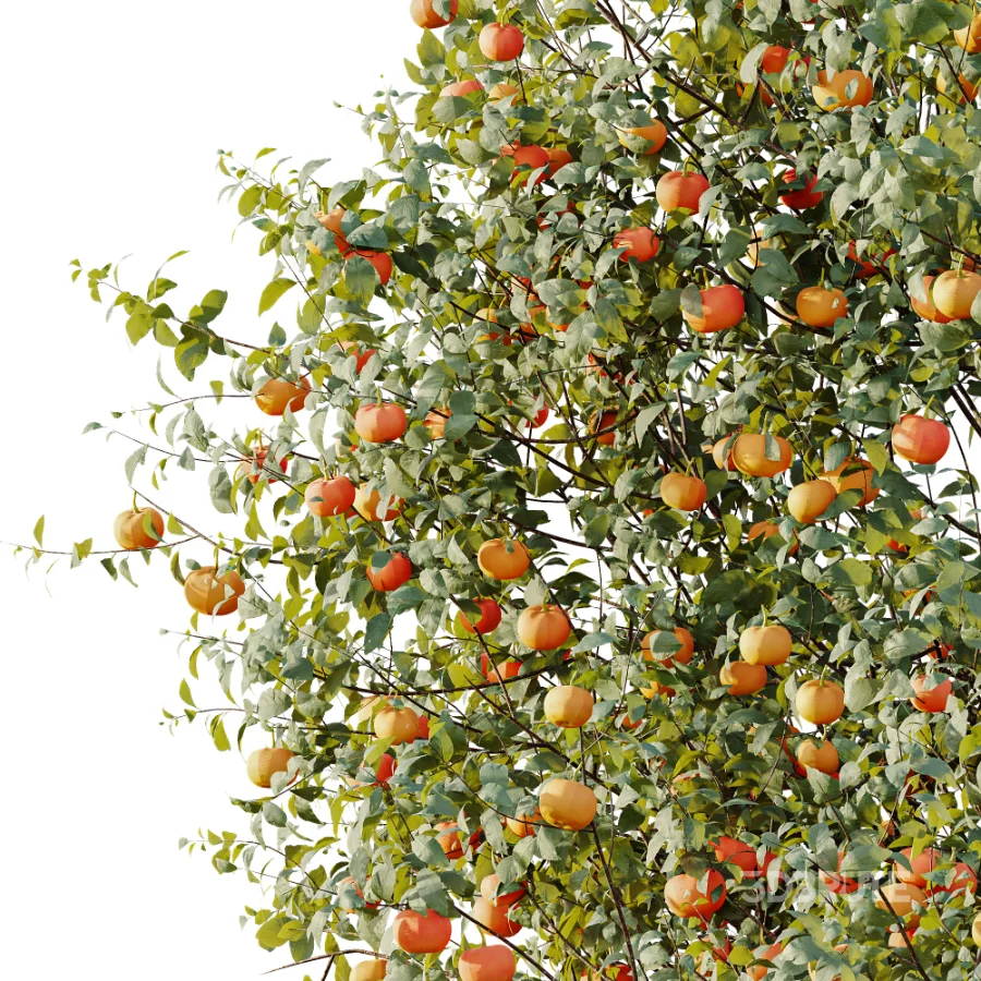 AV Plant Citrus Dancy Mandarin Tangerine Fruit Tree 01 Image 1