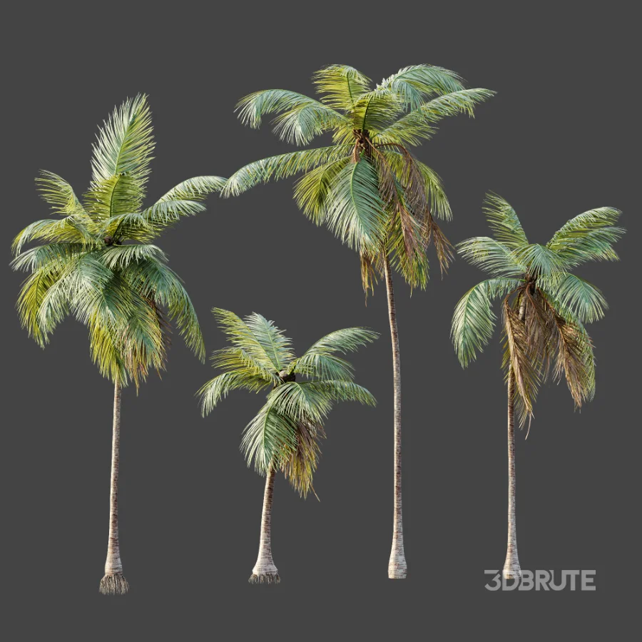 AV Plant Cocos Nucifera Palm Tree 01 Image 5