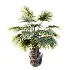 AV Plant Borassus Flabellifer 6 Palm Tree 03 - Thumbnail 5