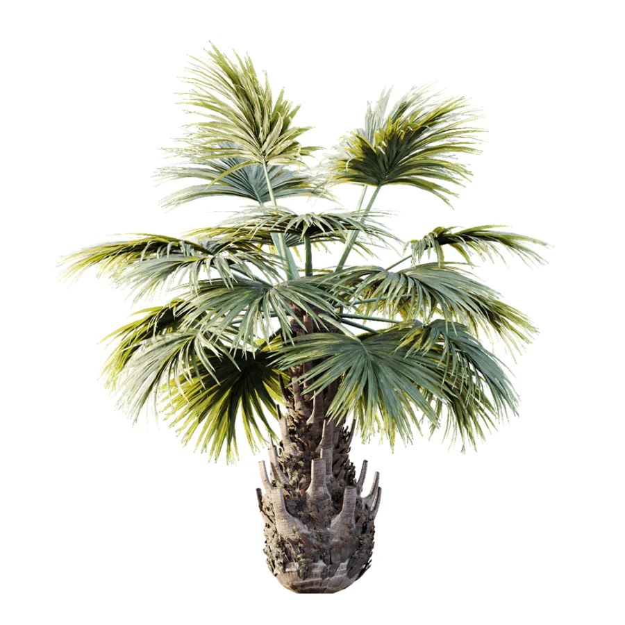 AV Plant Borassus Flabellifer 6 Palm Tree 03 Image 5