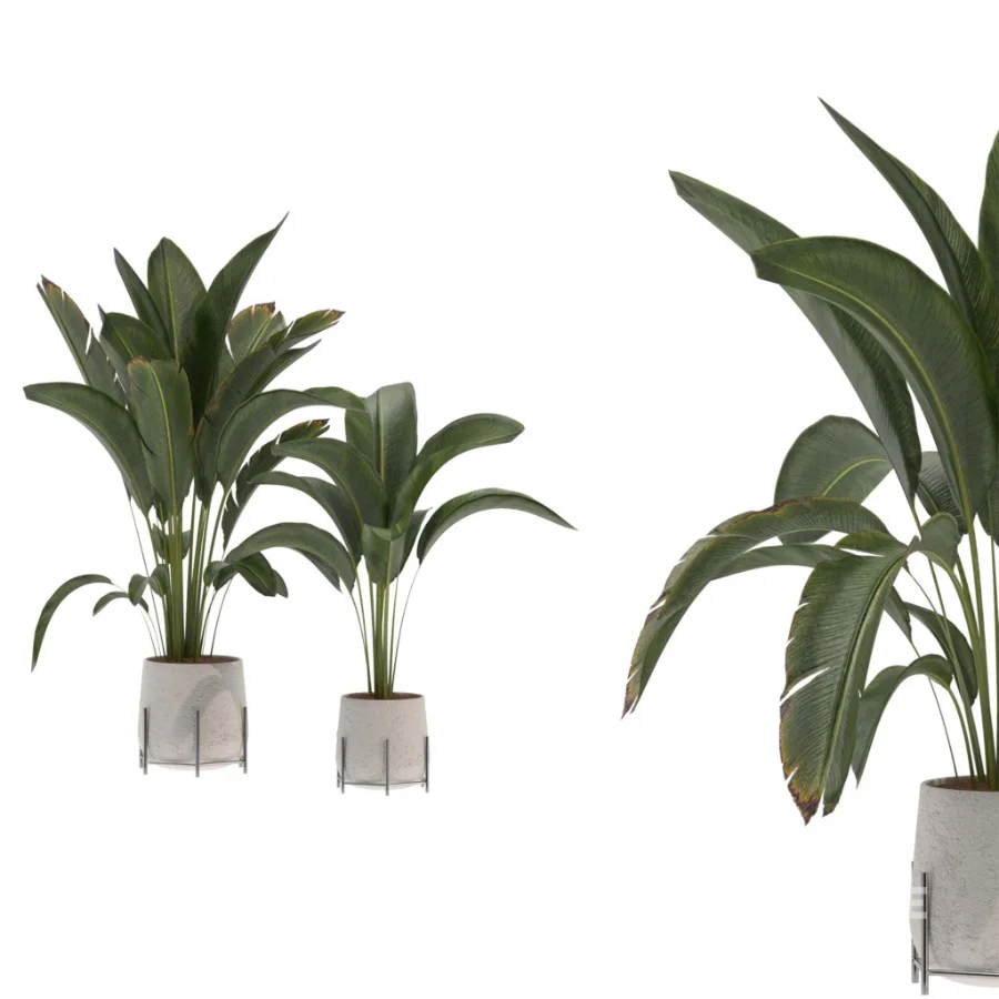 indoor-plant-017 Image 2