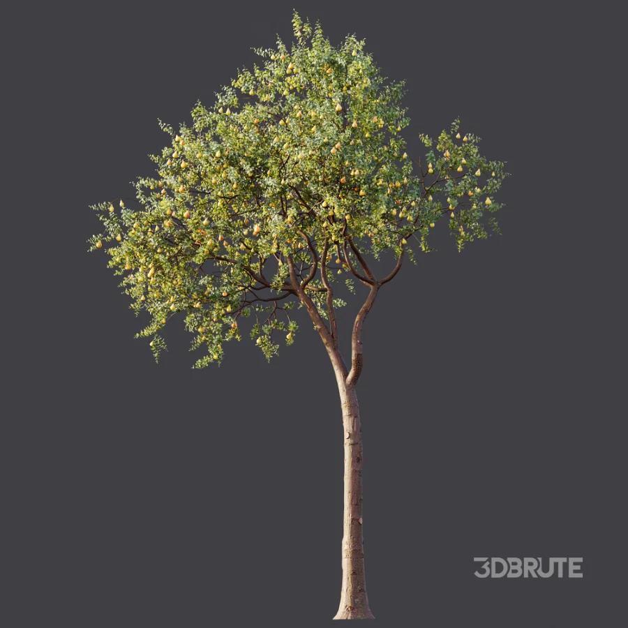 AV Plant Pear Pyrus Communis Fruit Tree 01 Image 7