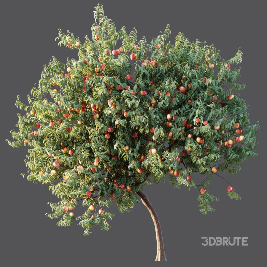 AV Plant Amygdalus Persica Peach Fruit Tree 01 Image 7