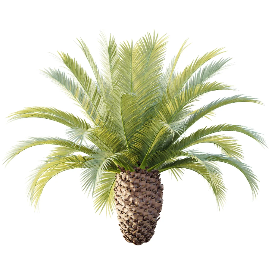 AV Plant Phoenix Canariensis Palm Tree 03 Image 2