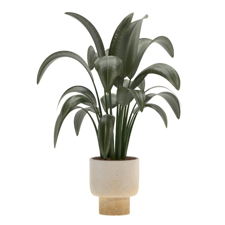 indoor-plant-025 Image 3