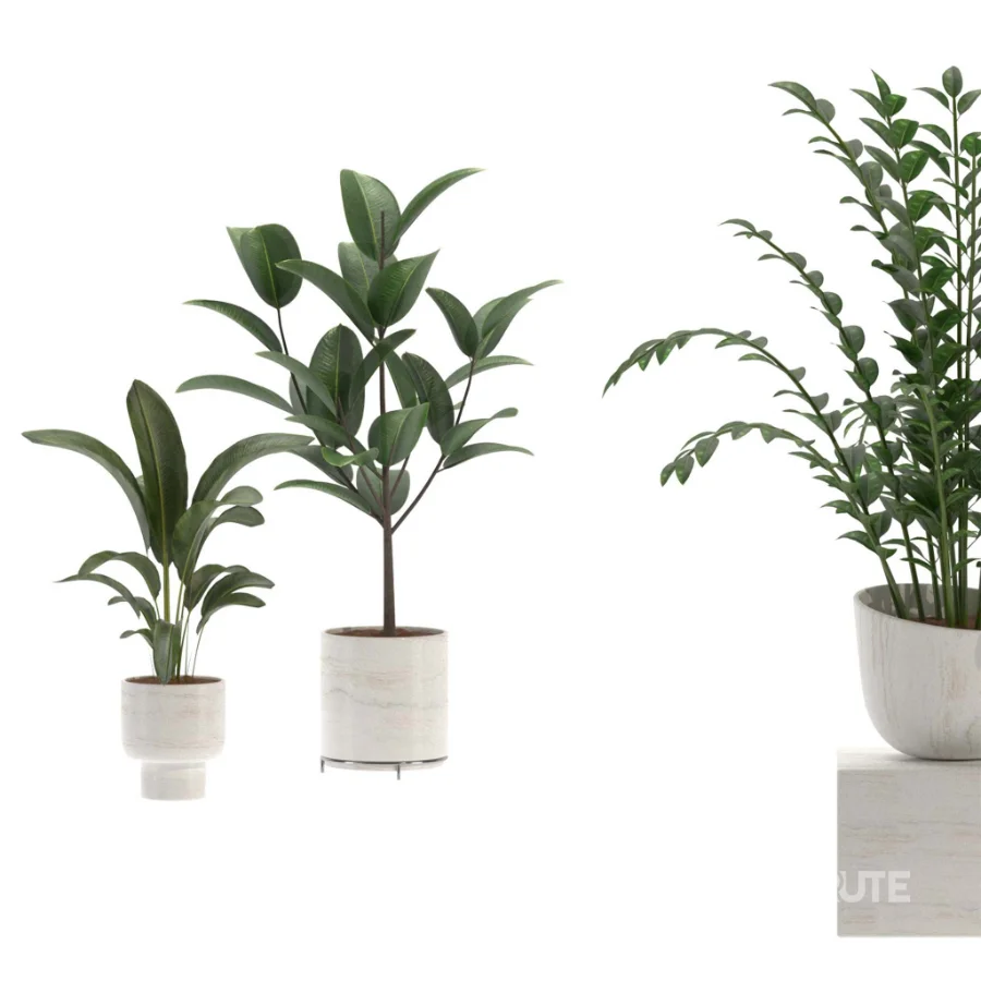 indoor-plant-018 Image 2