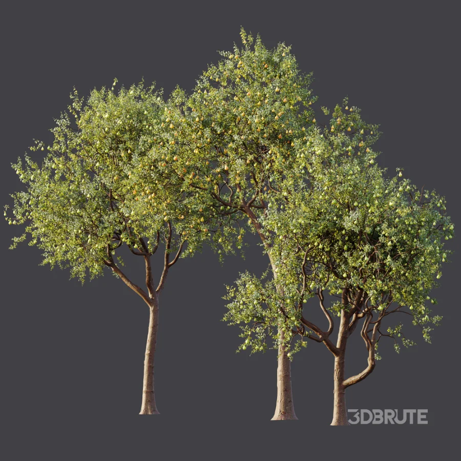 AV Plant Pear Pyrus Communis Fruit Tree 01 Image 11