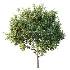 AV Plant Citrus Meyer Lemon Fruit Tree 01 - Thumbnail 4