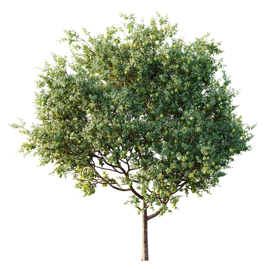 AV Plant Citrus Meyer Lemon Fruit Tree 01 Image 4