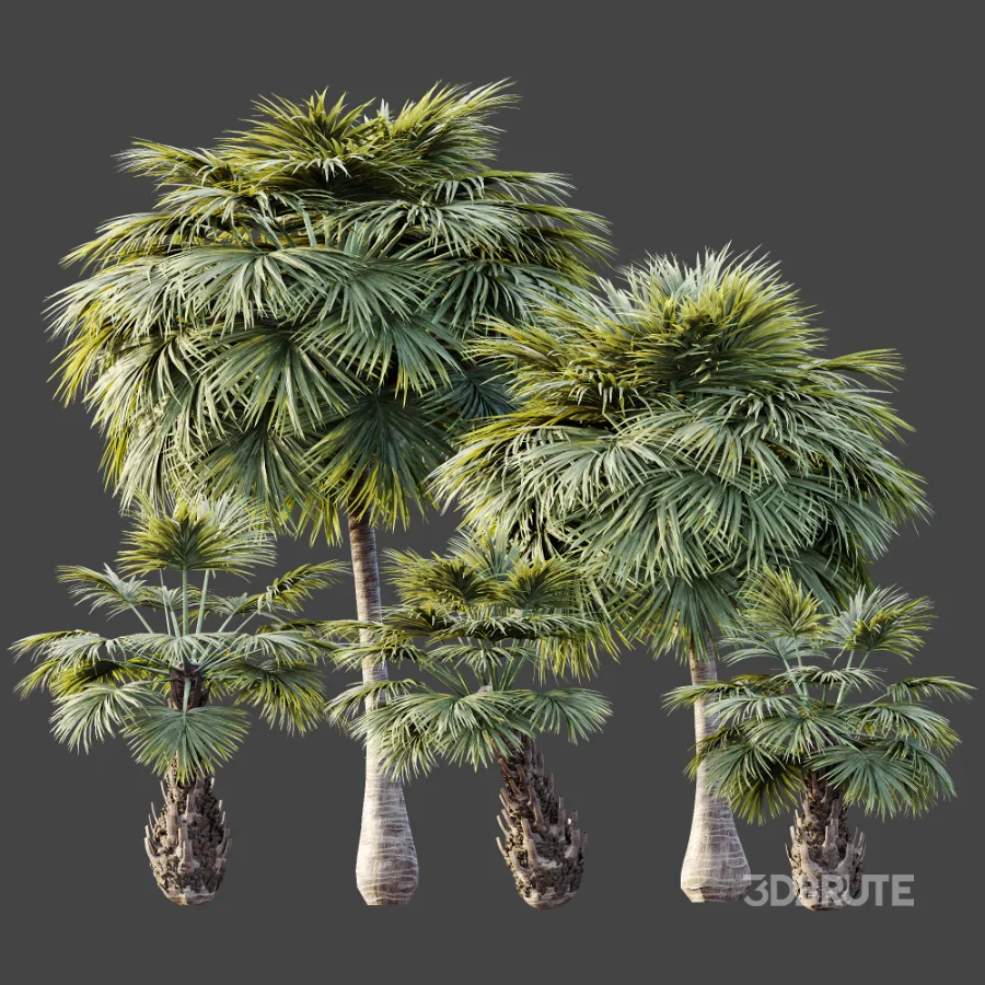 AV Plant Borassus Flabellifer 6 Palm Tree 03 Image 10