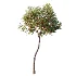 AV Plant Punica Granatum Pomegranate Fruit Tree 01 - Thumbnail 4