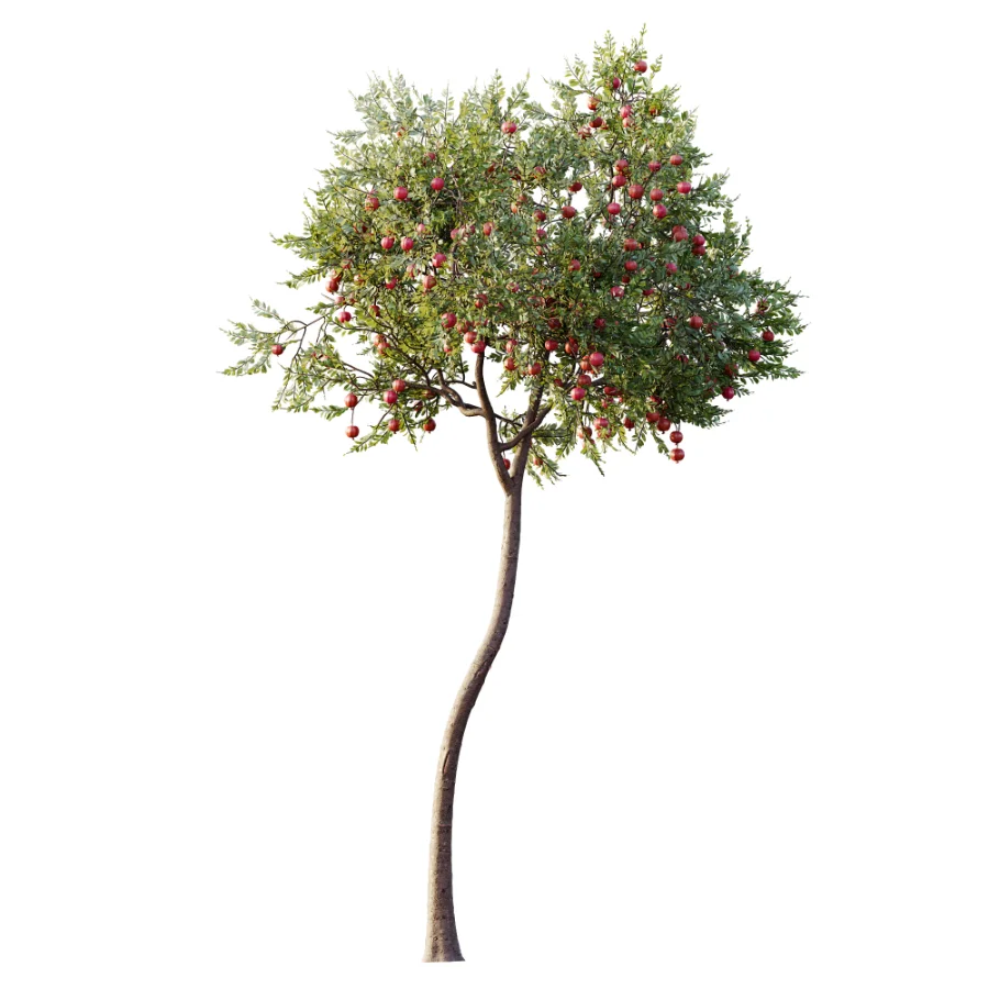 AV Plant Punica Granatum Pomegranate Fruit Tree 01 Image 4