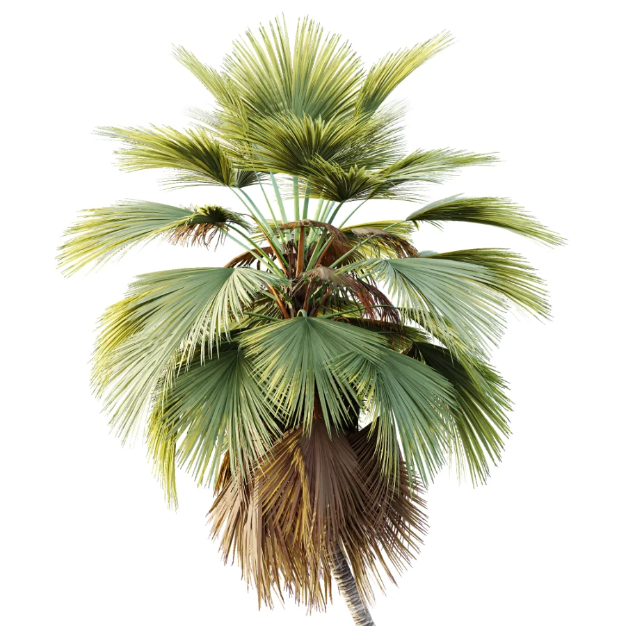 AV Plant Pritchardia Pacifica Palm Tree 01 Image 1