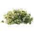 AV Plant Bush Tormentil Potentilla Erecta 01 - Thumbnail 3