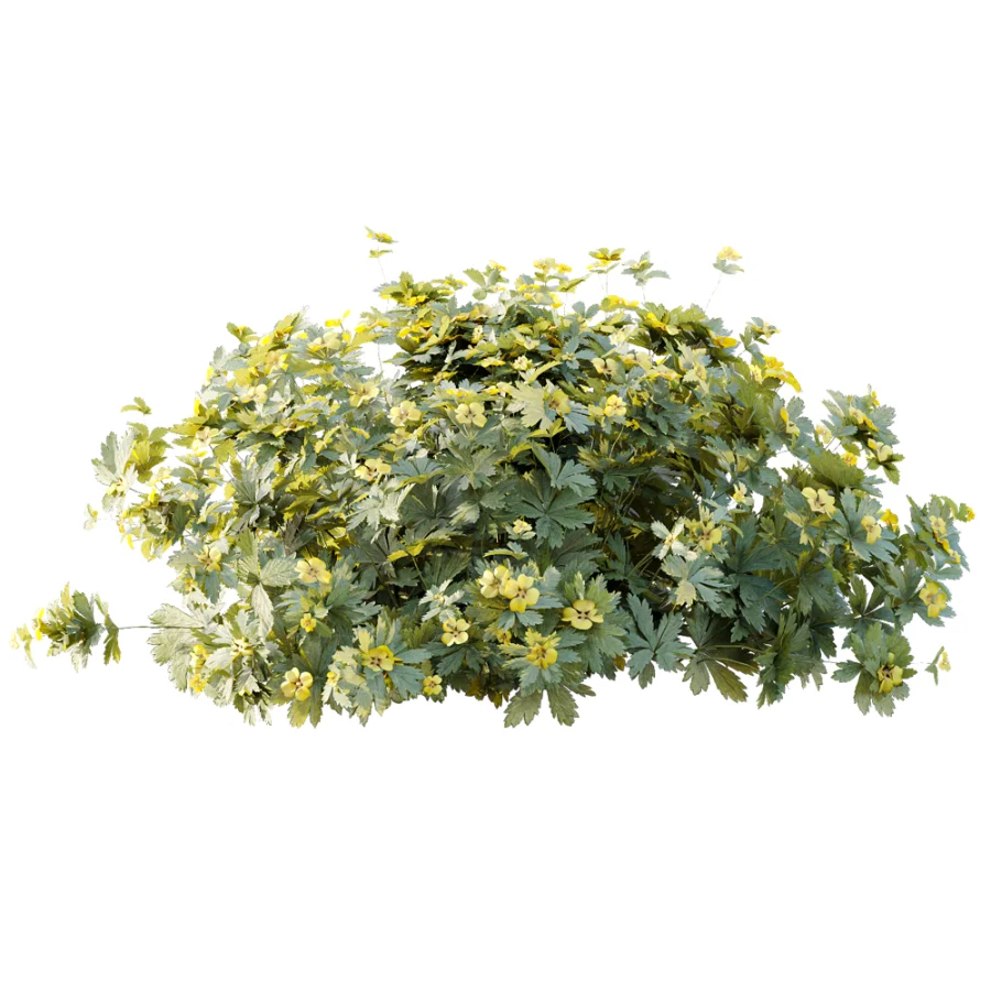 AV Plant Bush Tormentil Potentilla Erecta 01 Image 3