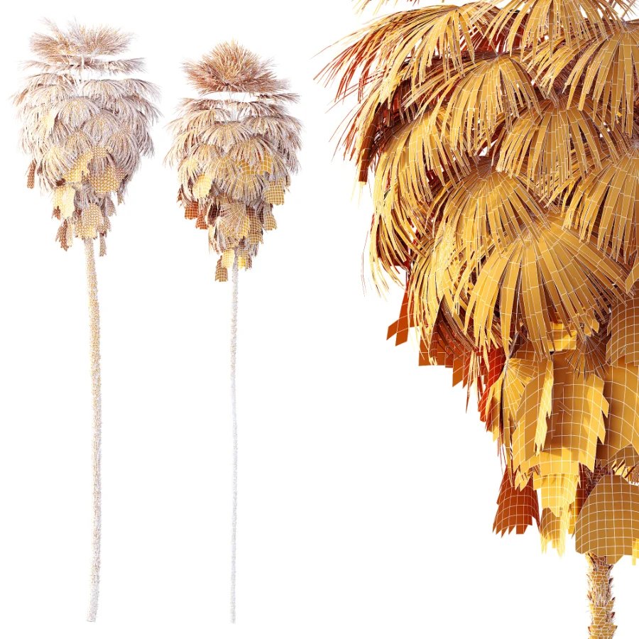 AV Plant Washingtonia Robusta Palm Tree 01 Image 7