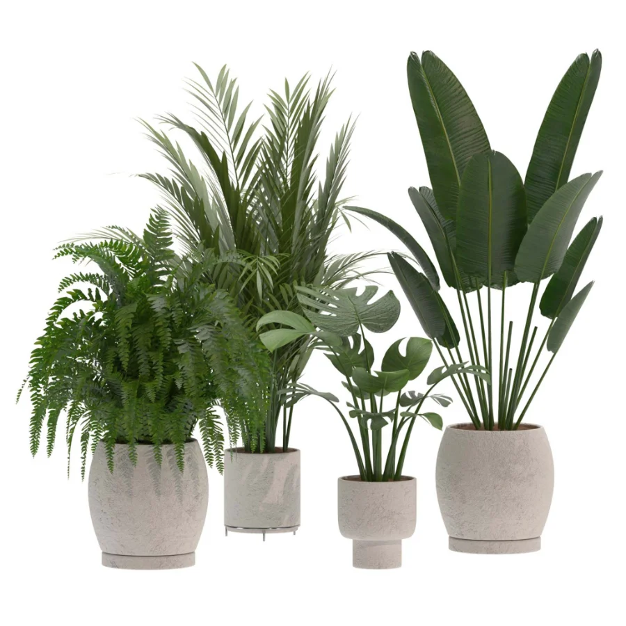 indoor-plant-019 Image 2