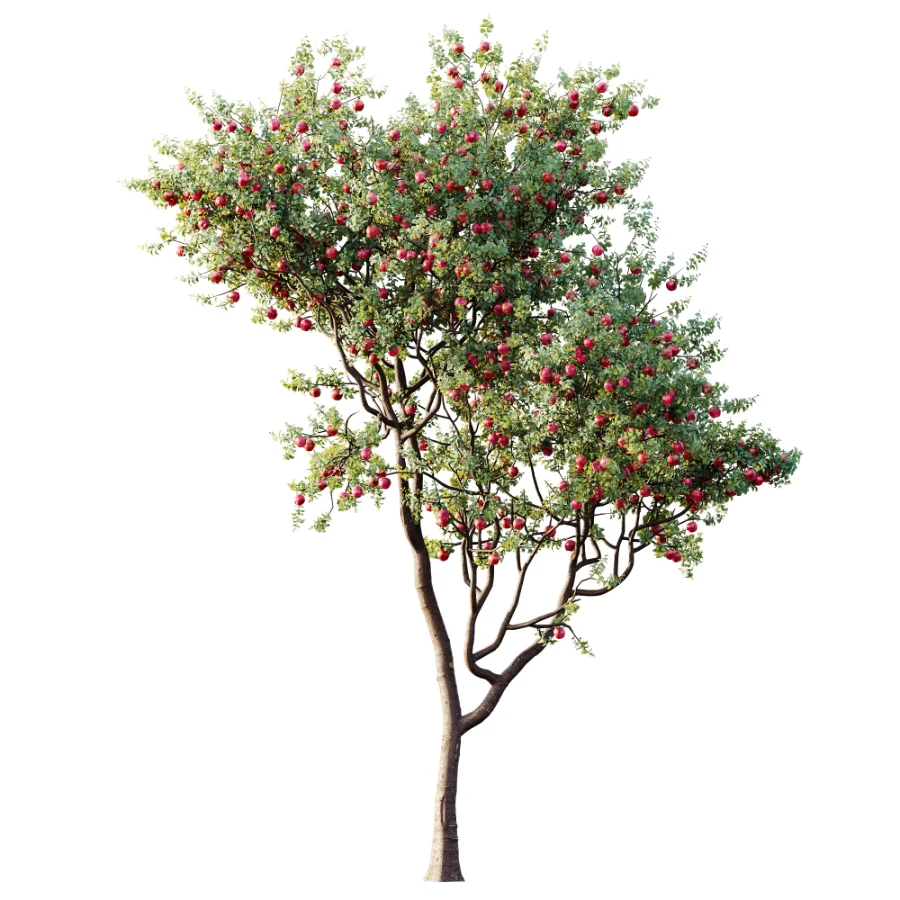 AV Plant Malus Pumila Apple Red Fruit Tree 01 Image 4