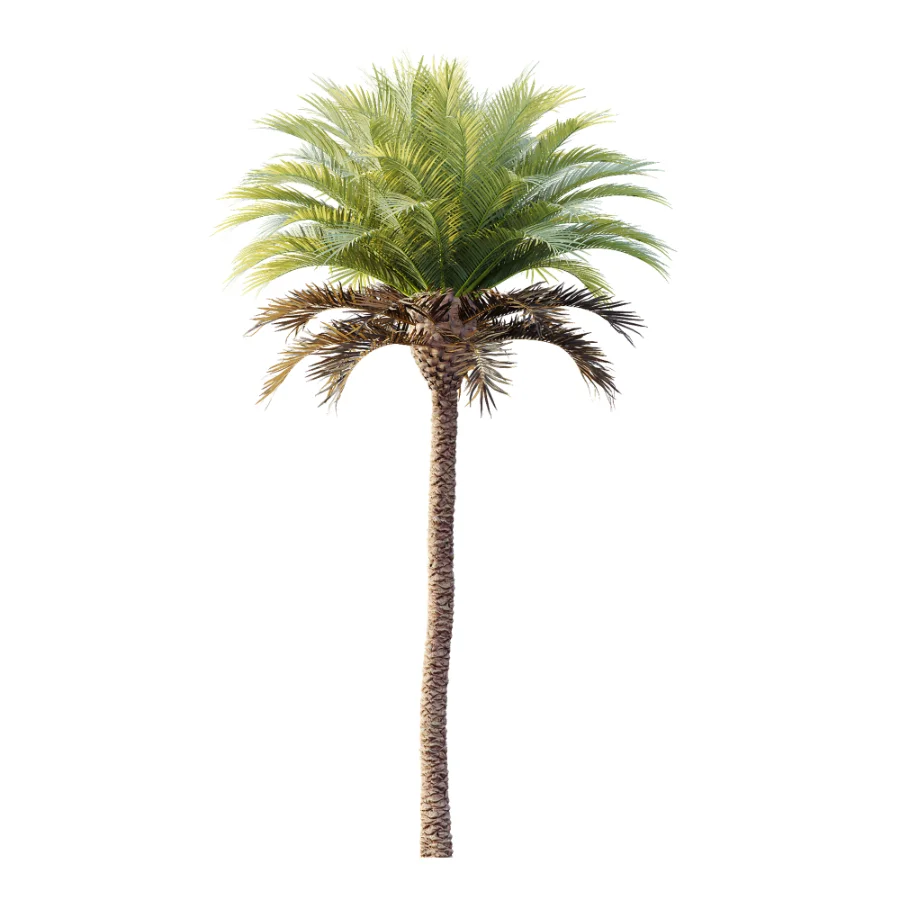 AV Plant Phoenix Canariensis Palm Tree 03 Image 4