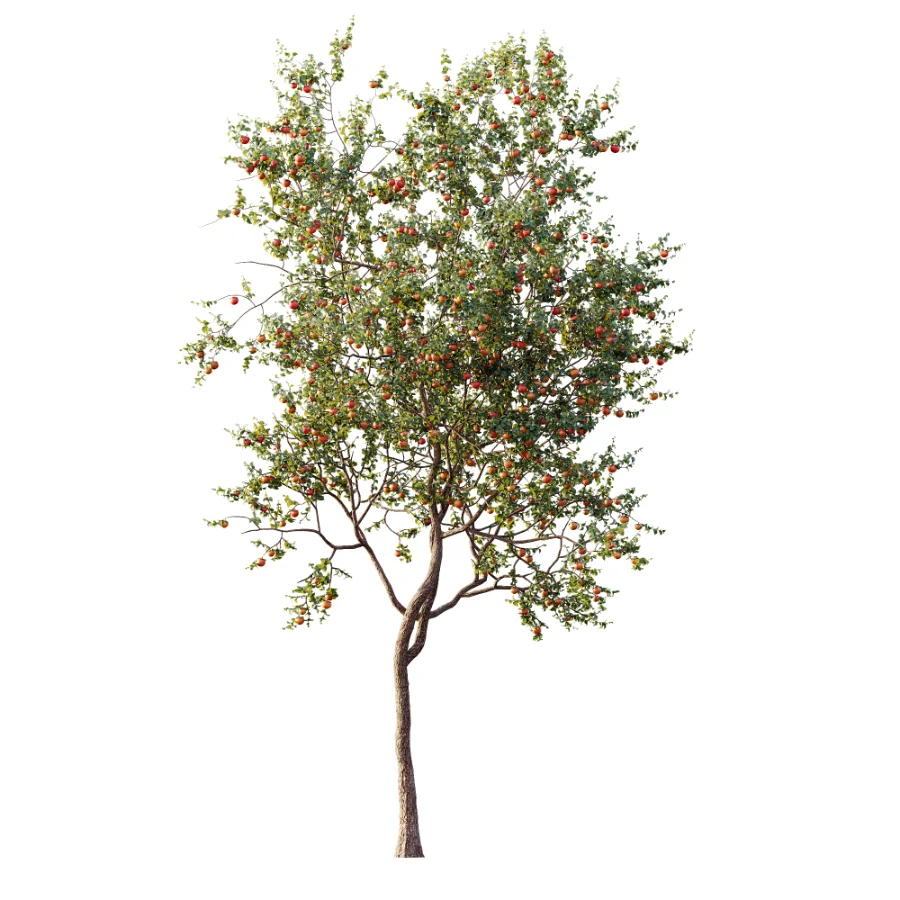 AV Plant Diospyros Kaki Persimmon Fruit Tree 01 Image 3
