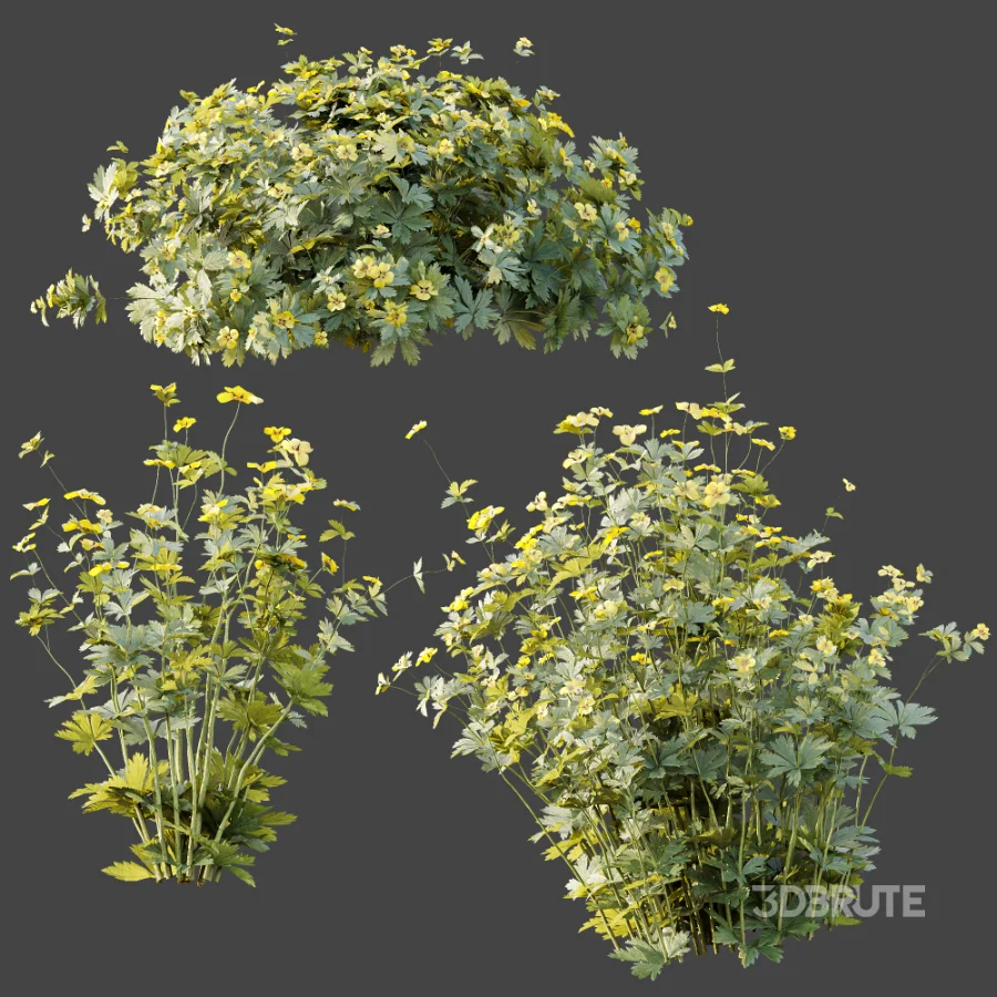 AV Plant Bush Tormentil Potentilla Erecta 01 Image 6