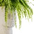 Fern Mind Sculpture - Thumbnail 2