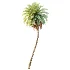 AV Plant Phoenix Sylvestris Palm Tree 01 - Thumbnail 2