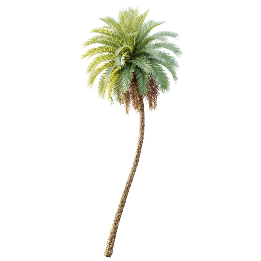 AV Plant Phoenix Sylvestris Palm Tree 01 Image 2