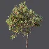 AV Plant Punica Granatum Pomegranate Fruit Tree 01 - Thumbnail 6