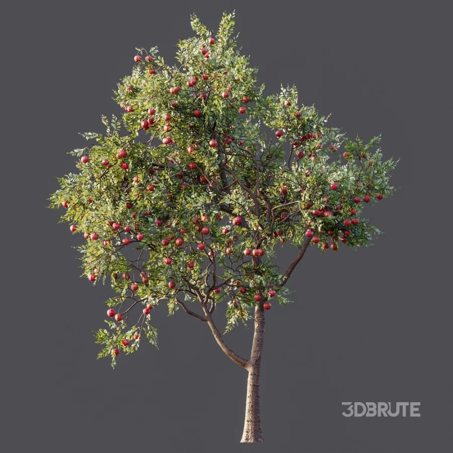AV Plant Punica Granatum Pomegranate Fruit Tree 01 Image 6