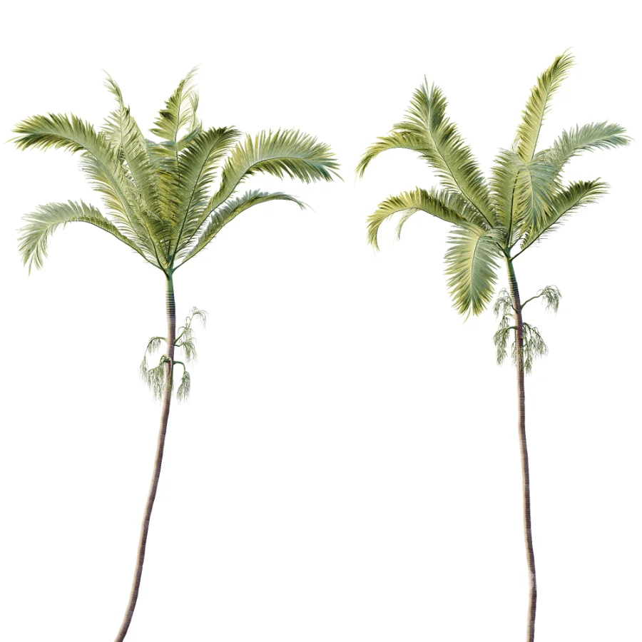AV Plant Areca Catechu 6 Palm Trees 02 Image 4
