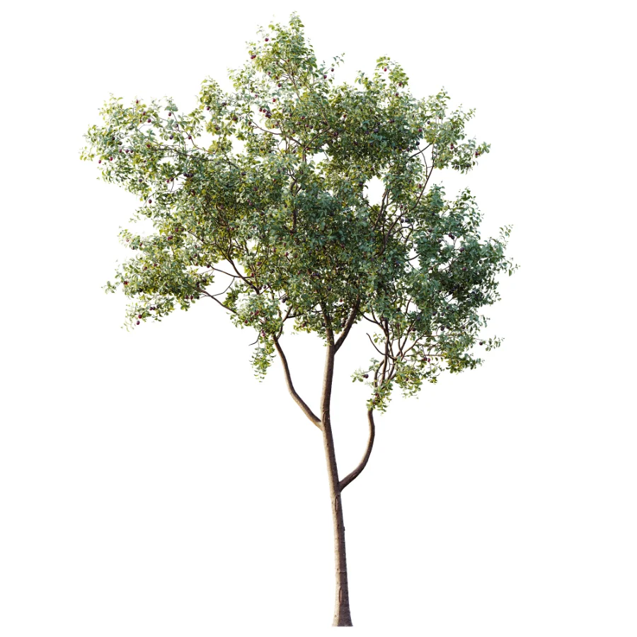 AV Plant Prunus Salicina Plum Pflaume Fruit Tree 01 Image 5