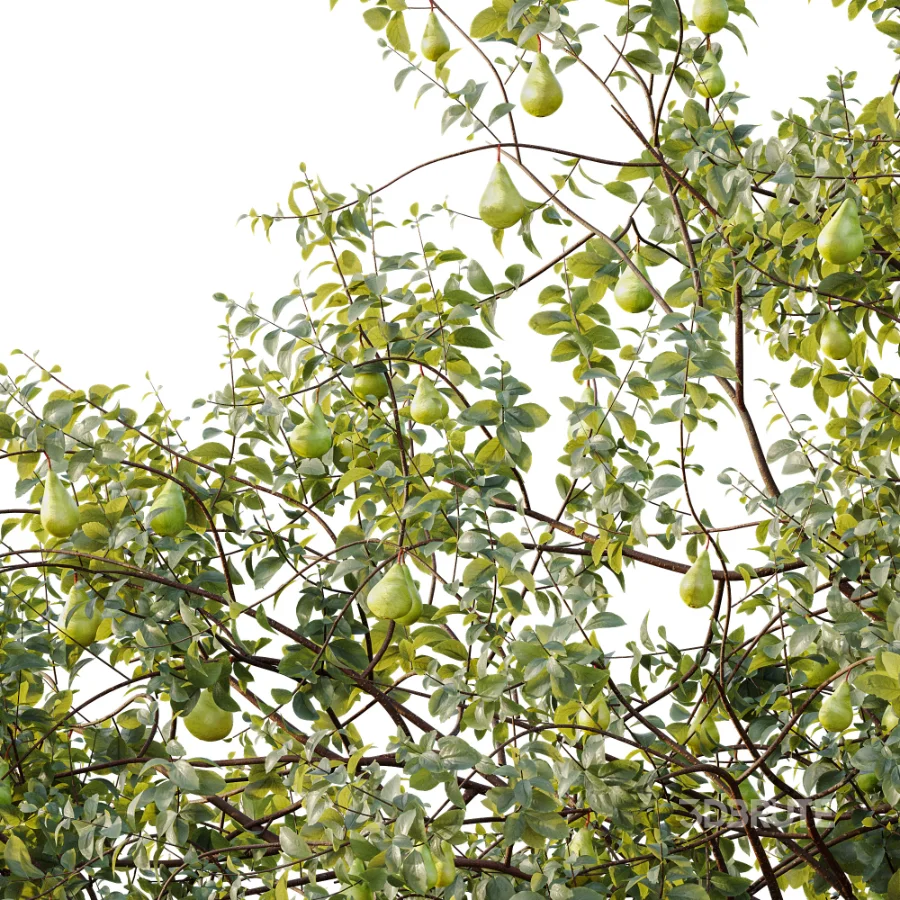 AV Plant Pear Pyrus Communis Fruit Tree 01 Image 5
