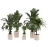 indoor-plant-024 - Thumbnail 2